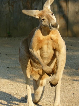 Canguro rosso